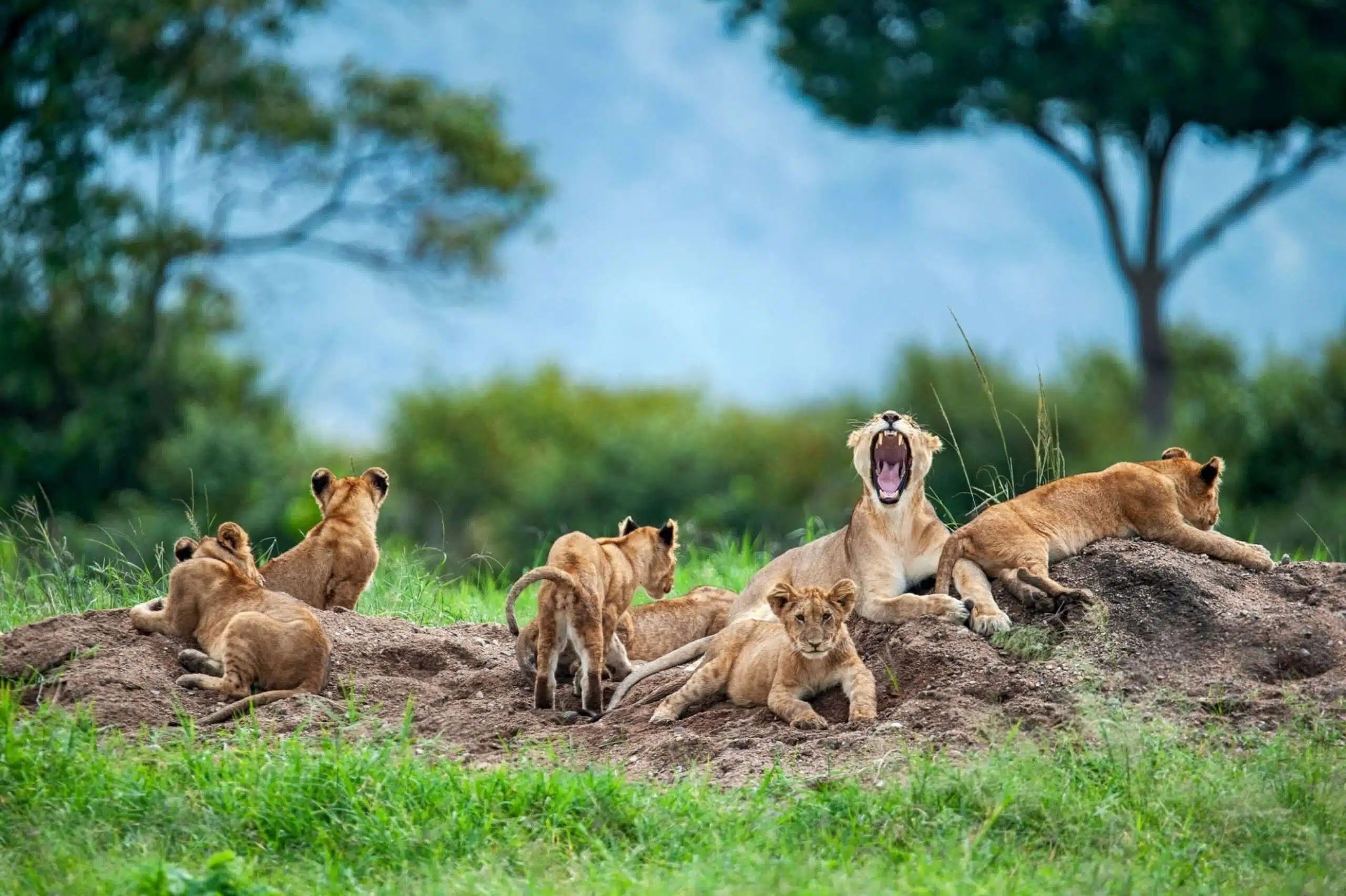 Lioness with cubs in the green plains