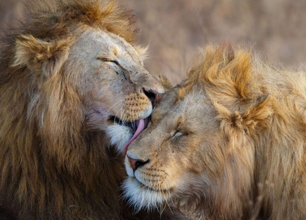 Lions Grooming at Ngorongoro Crater