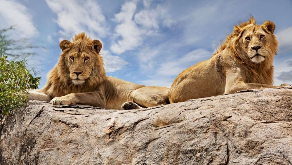 Lions on top of the rock in Serengeti