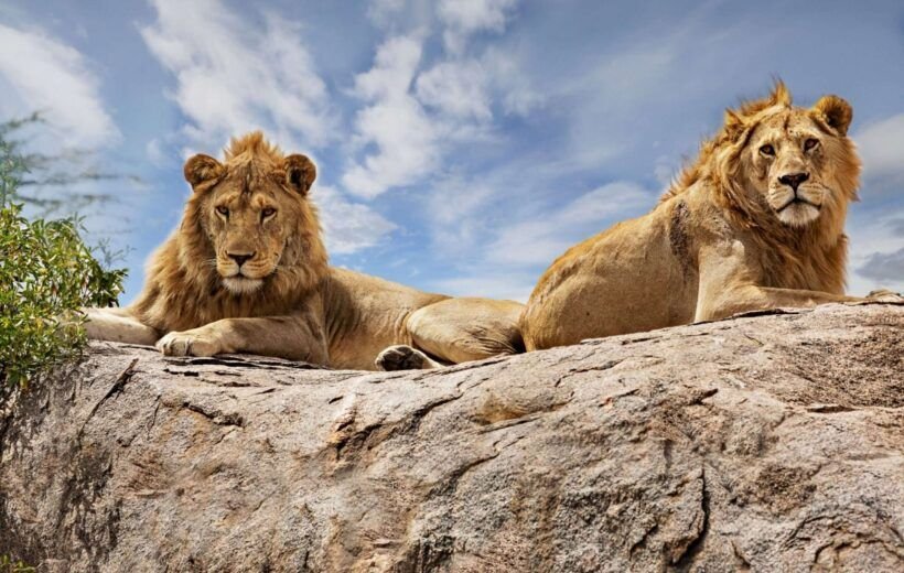 Blissful Serengeti Safari