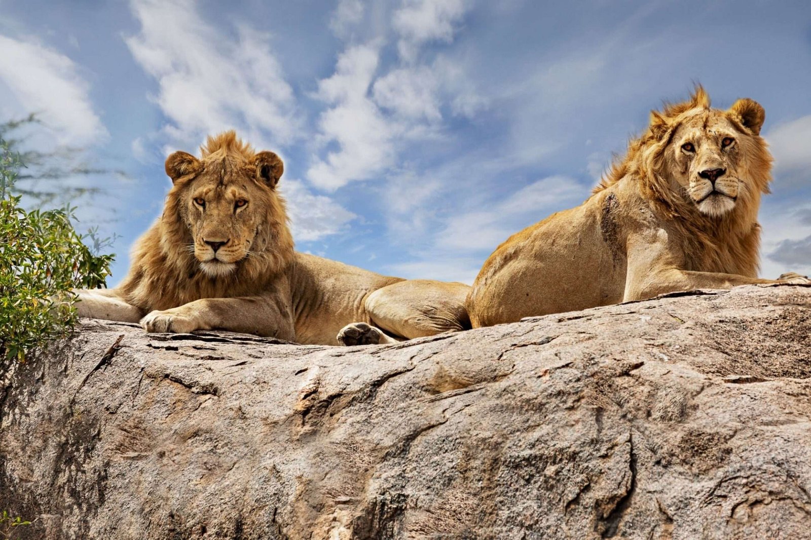 Lions on top of the rock in Serengeti