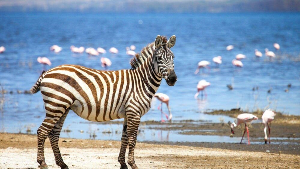 Plains zebra