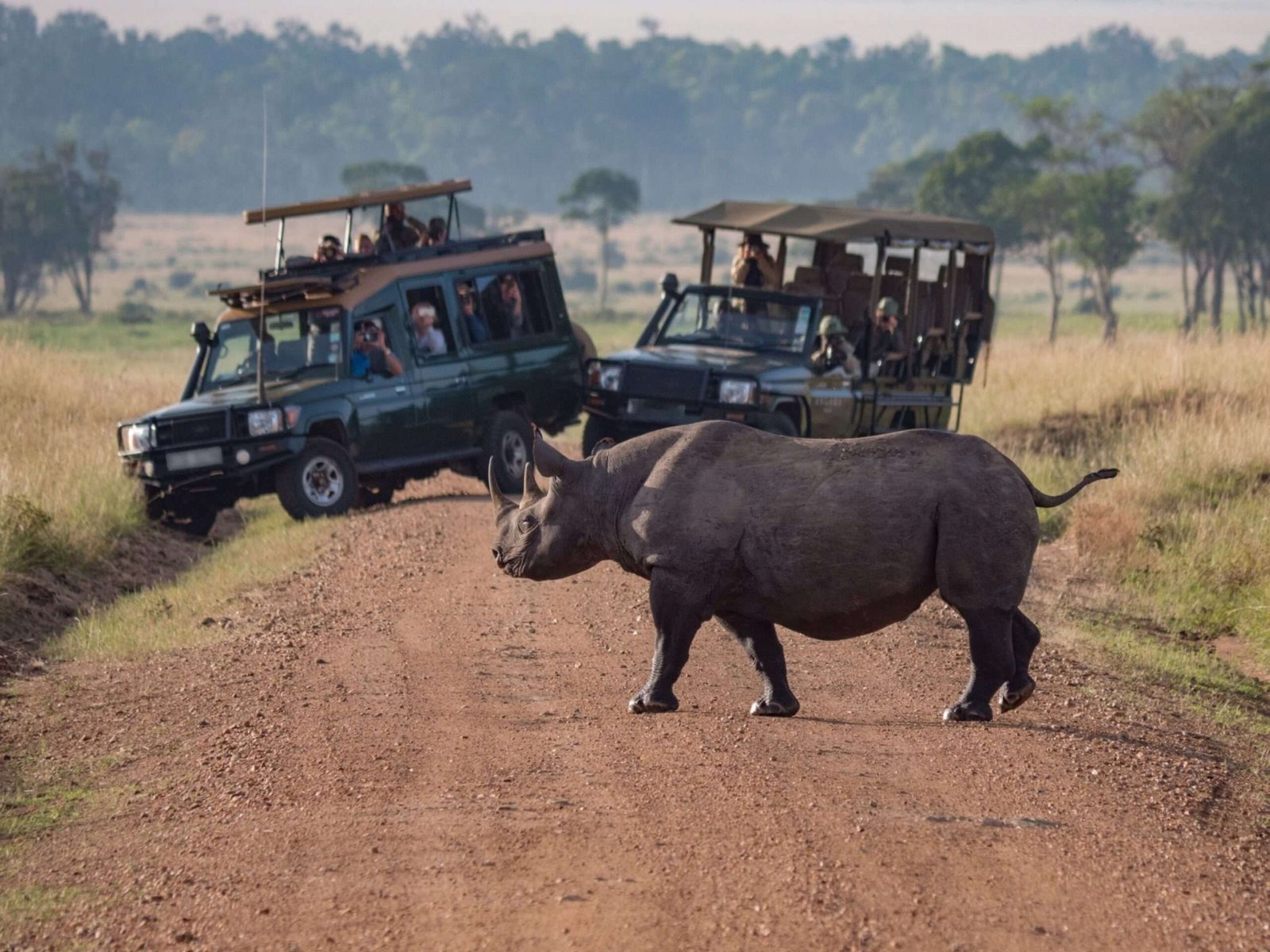 Rhino Crossing the Road in Africa