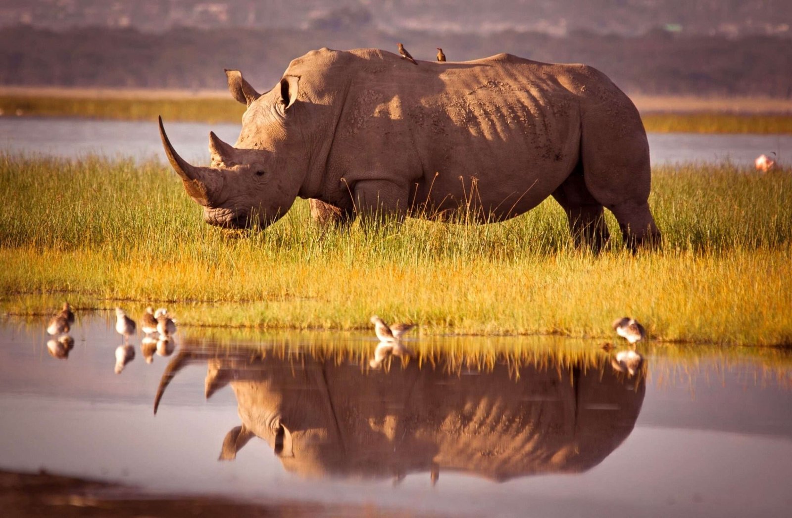 Rhino Reflection, Rhinoceros, Kenya, Safari, Africa, Animal Wildlife