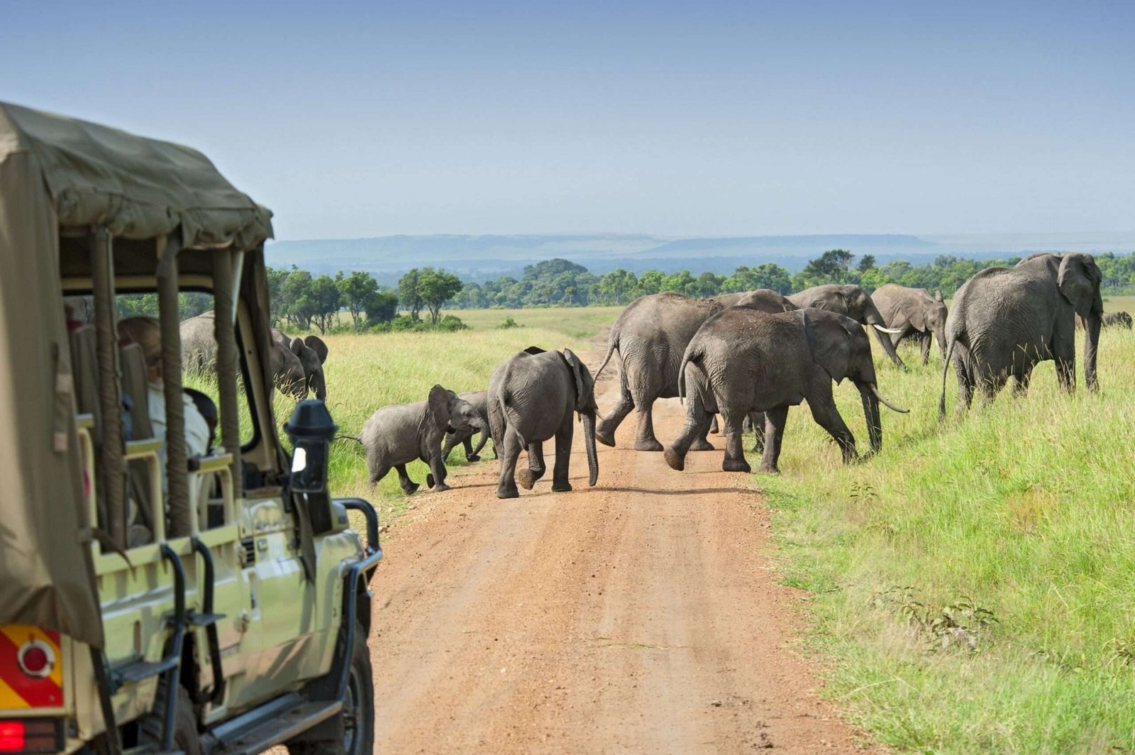 Safari cars are following a large African Elephants (Loxodonta)in the plains of the Masai Mara.