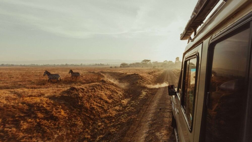 Two zebras flee a safari jeep exiting Lake Nakuru National Park in the early morning sun