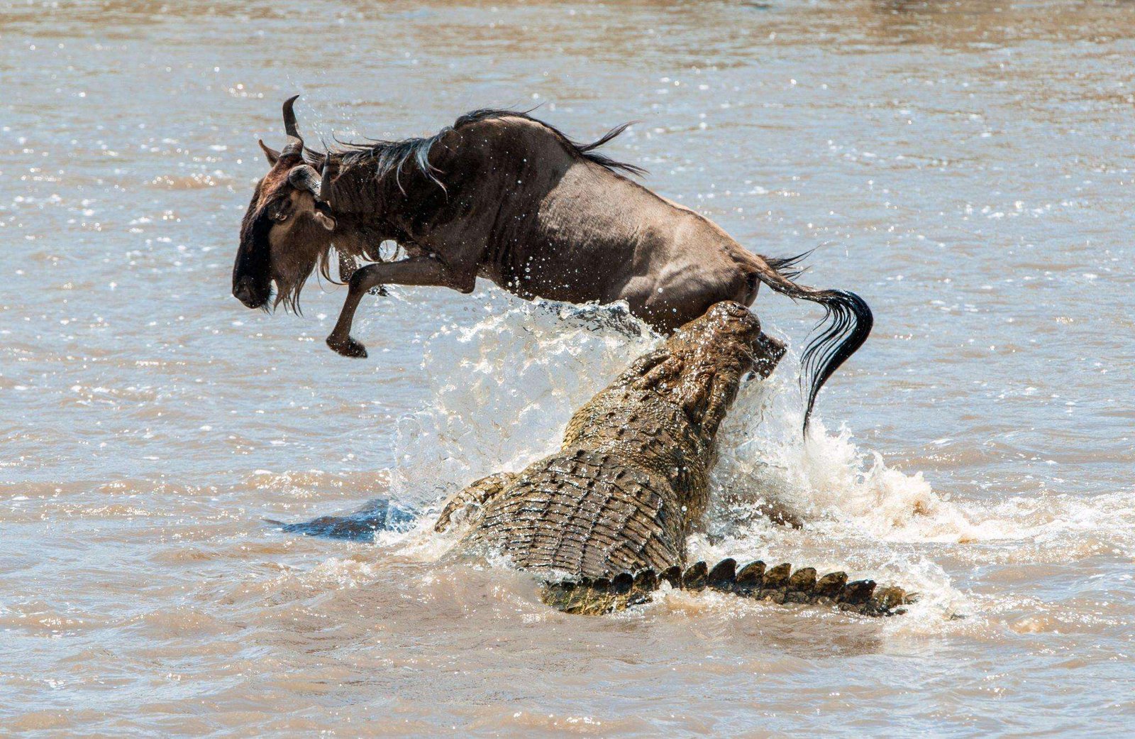 The antelope Blue wildebeest and a crocodile