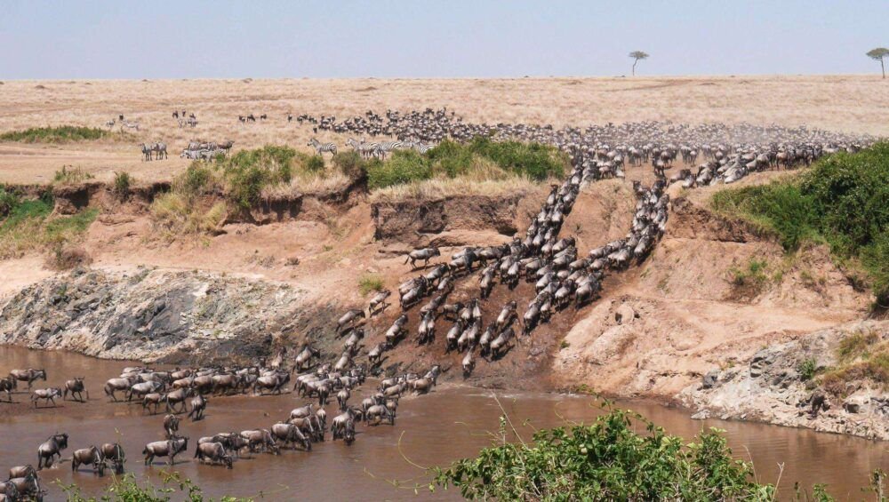 Ultra wide angle shot of wildebeest herd crossing the mara river