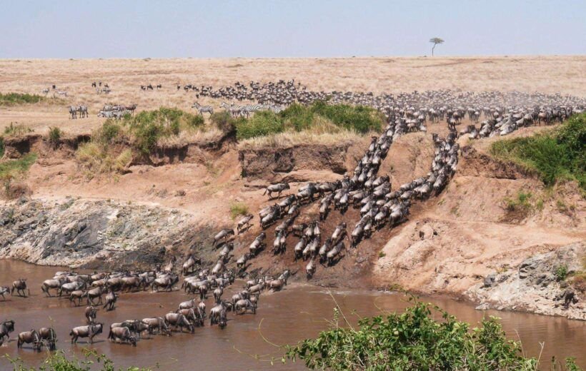 Ultra wide angle shot of wildebeest herd crossing the mara river