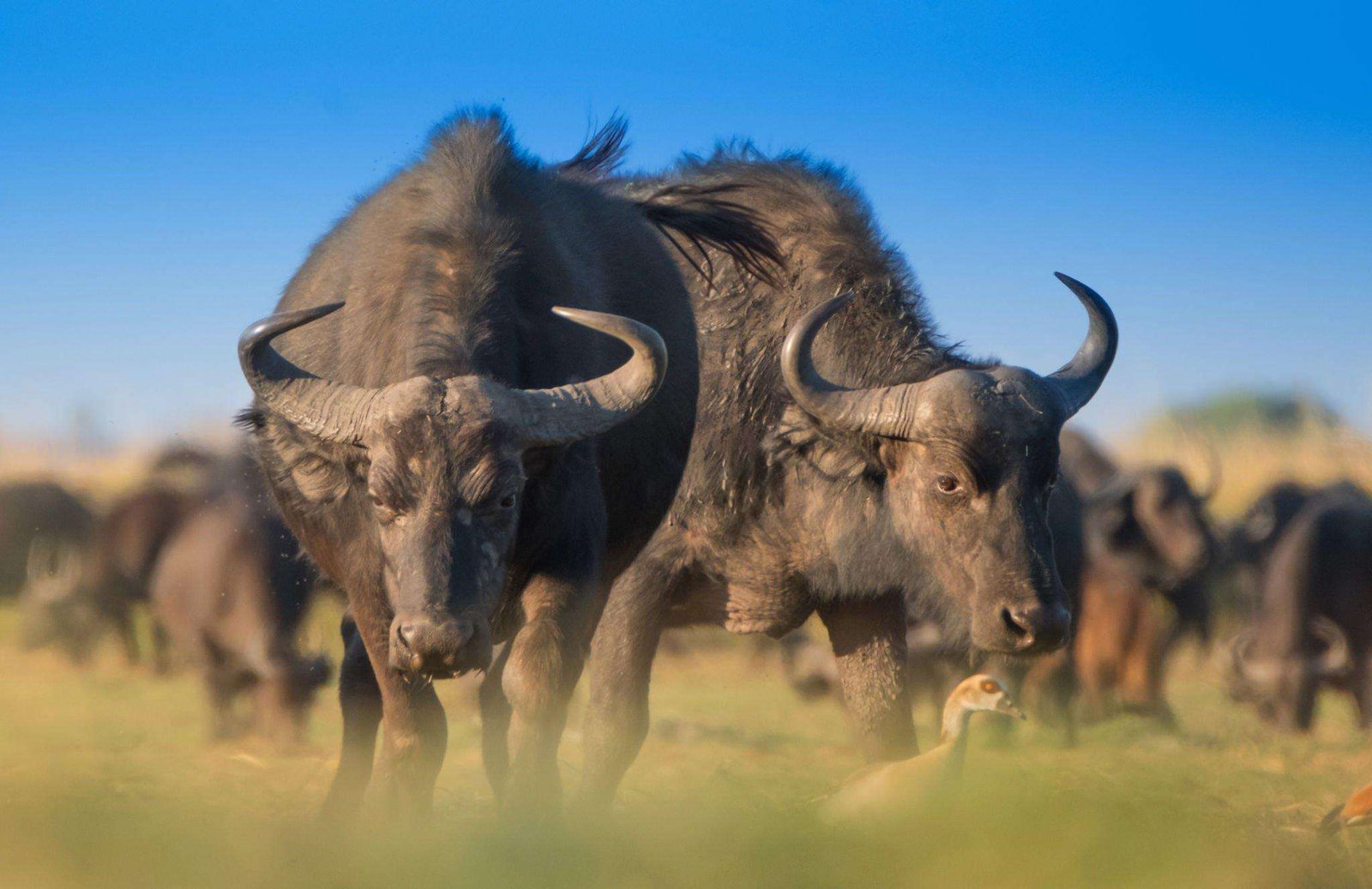 Wild African Buffalo