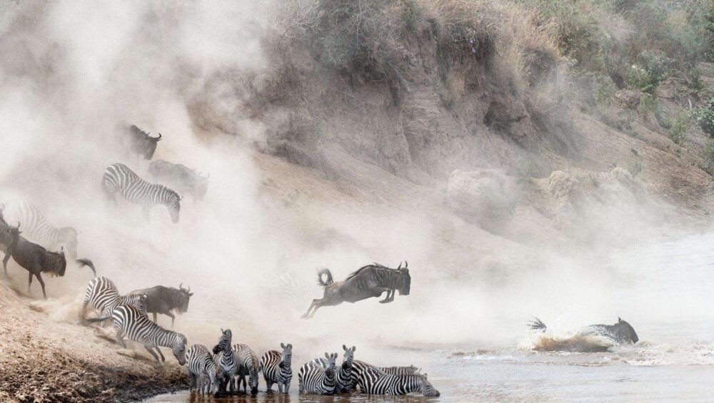 Wildebeest and Zebra Mara River Crossing