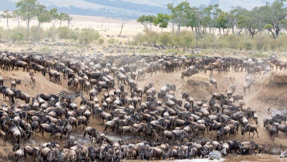 Wildebeest and zebra on the banks of the Mara river