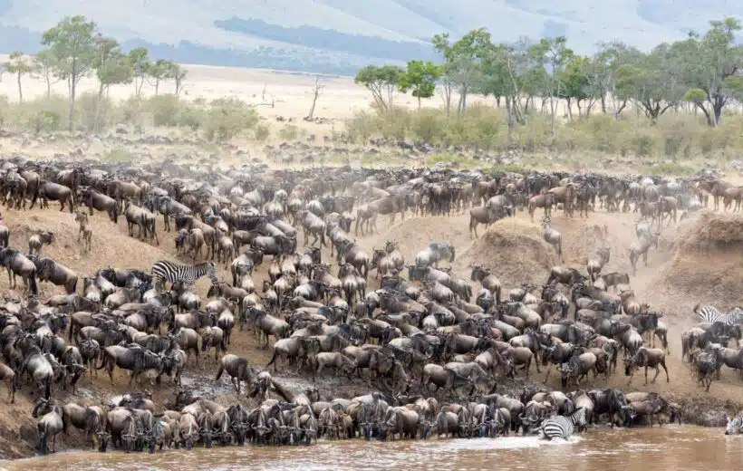 The Great Migration Safari