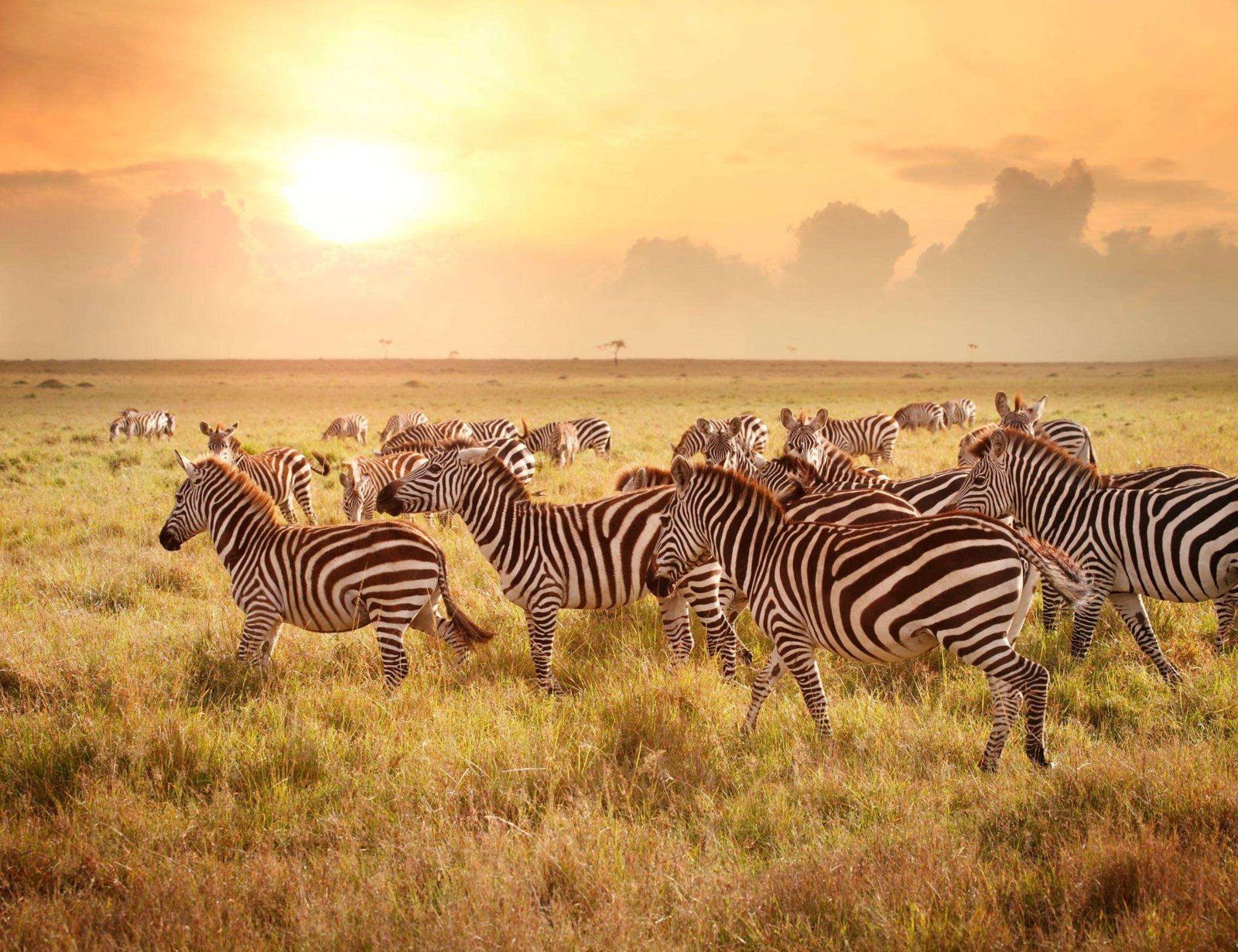 Zebras-in-the-morning