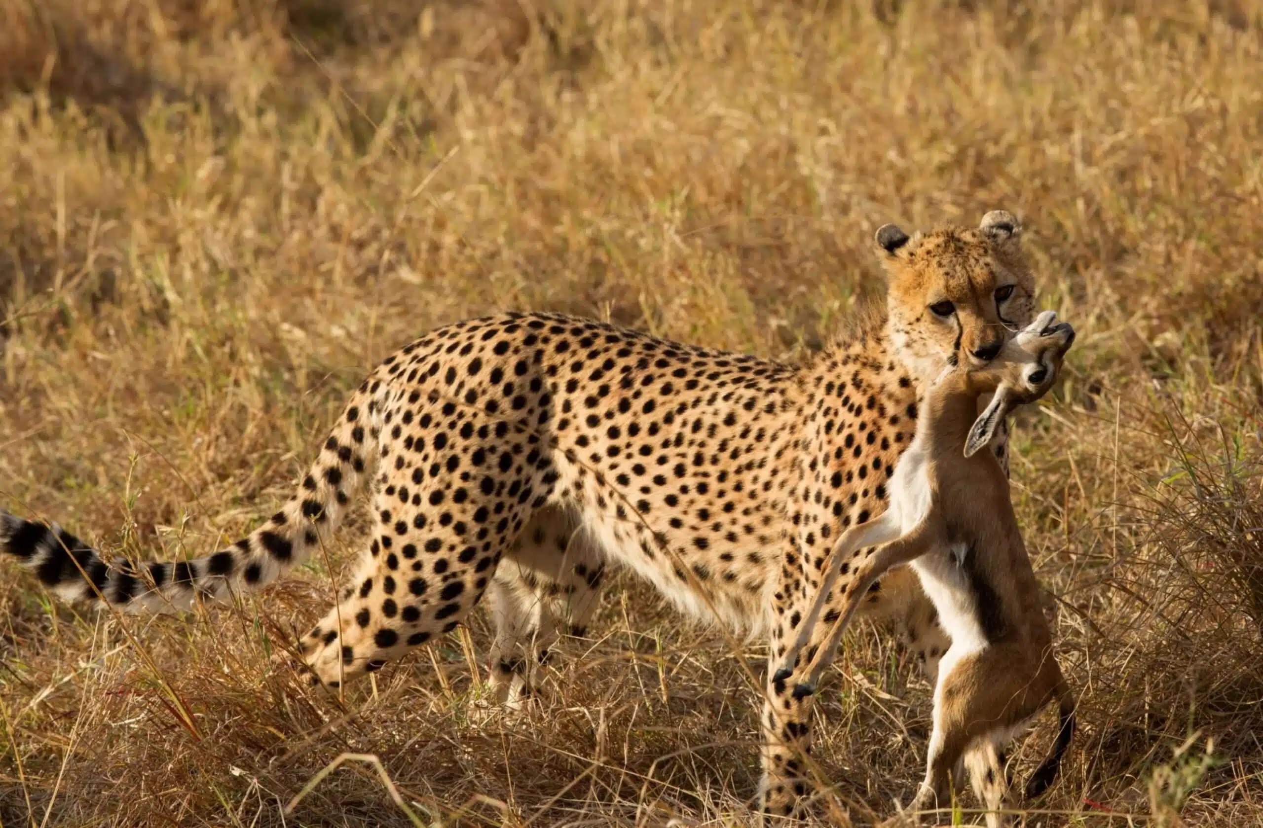 Cheetah carrying a Thomson Gazelle Masai Mara