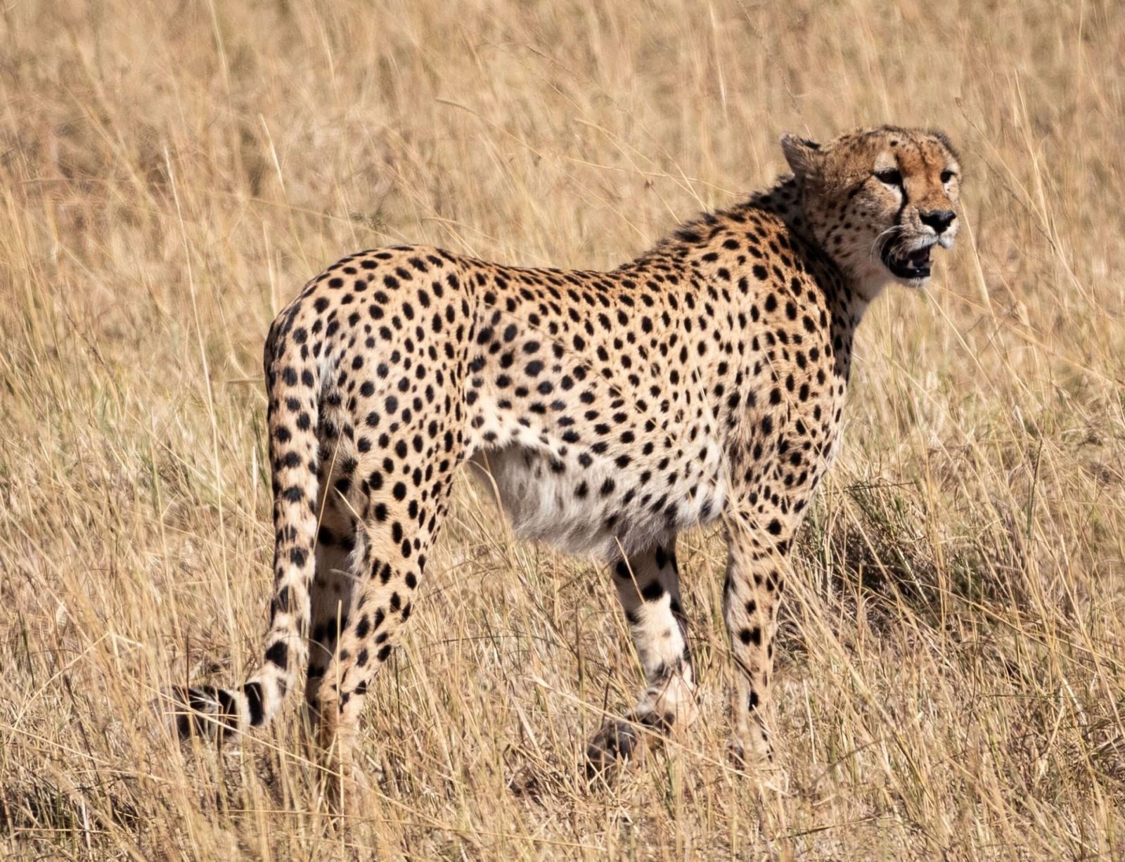 Cheetah looking for a meal