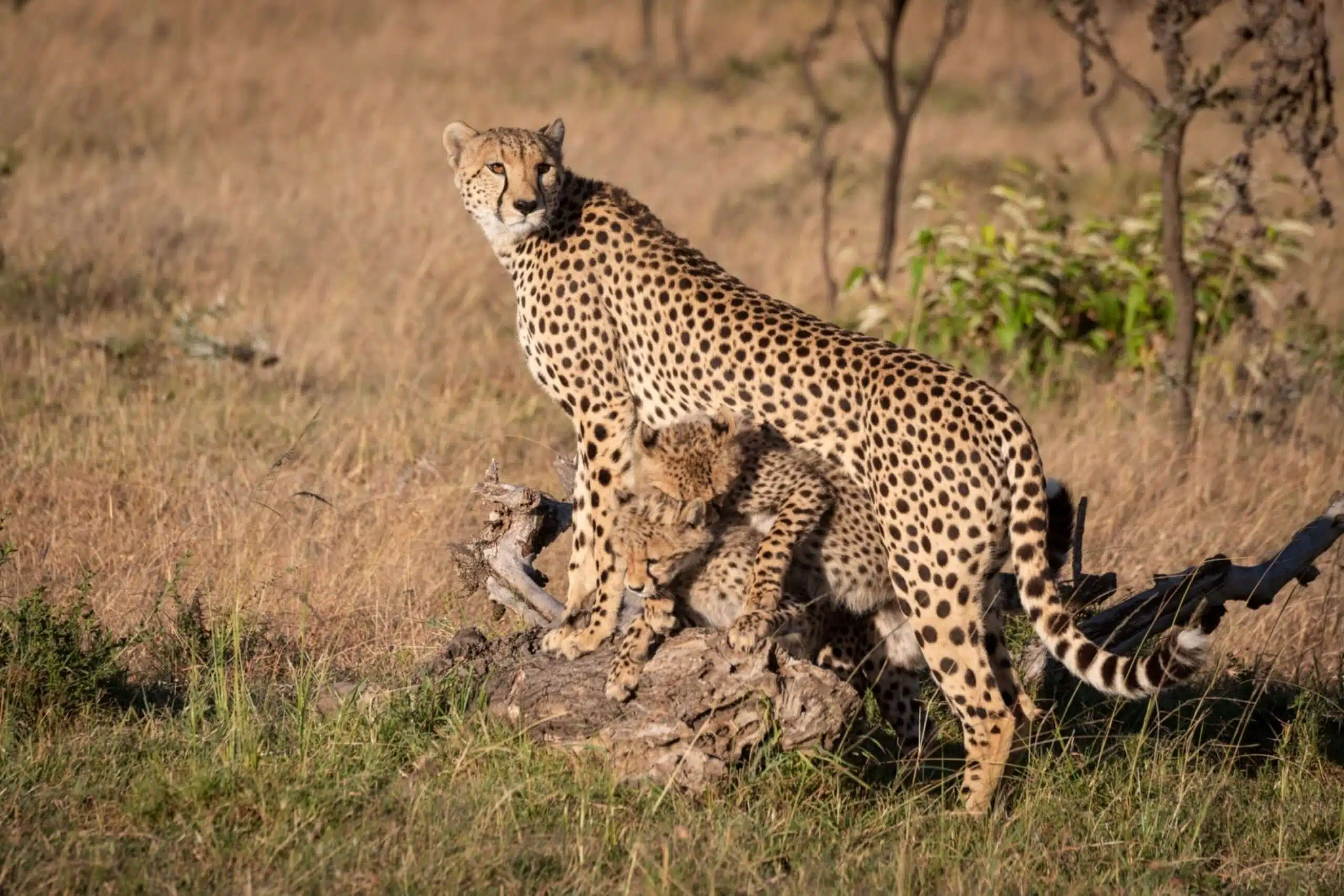 Cubs fight under cheetah leaning on log