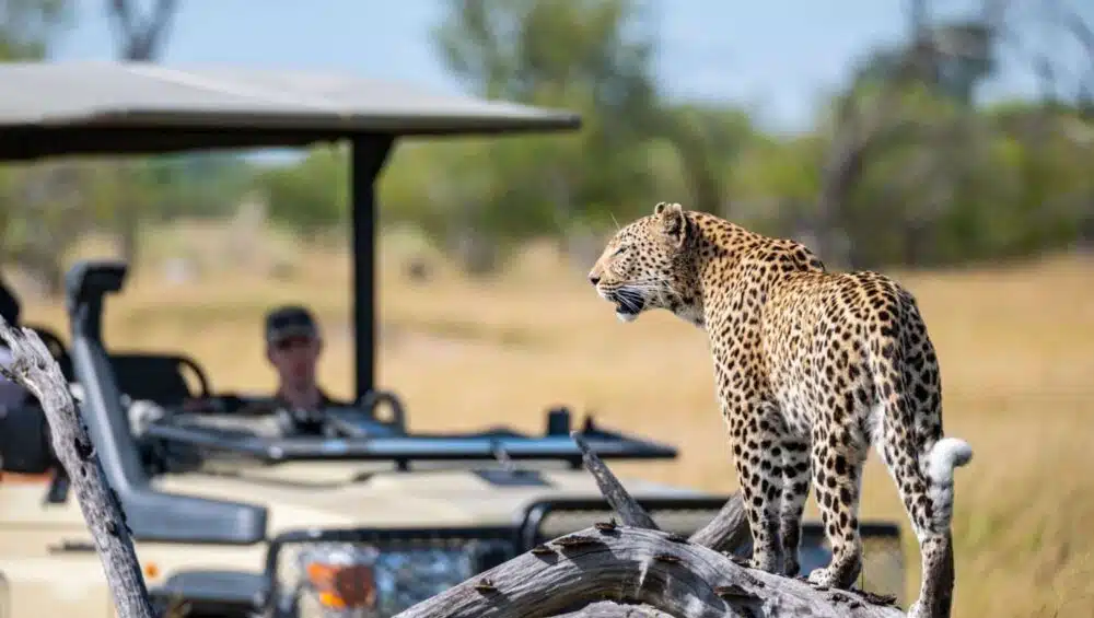 Leopard in wildlife