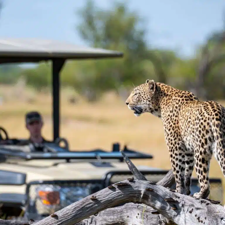 Leopard in wildlife