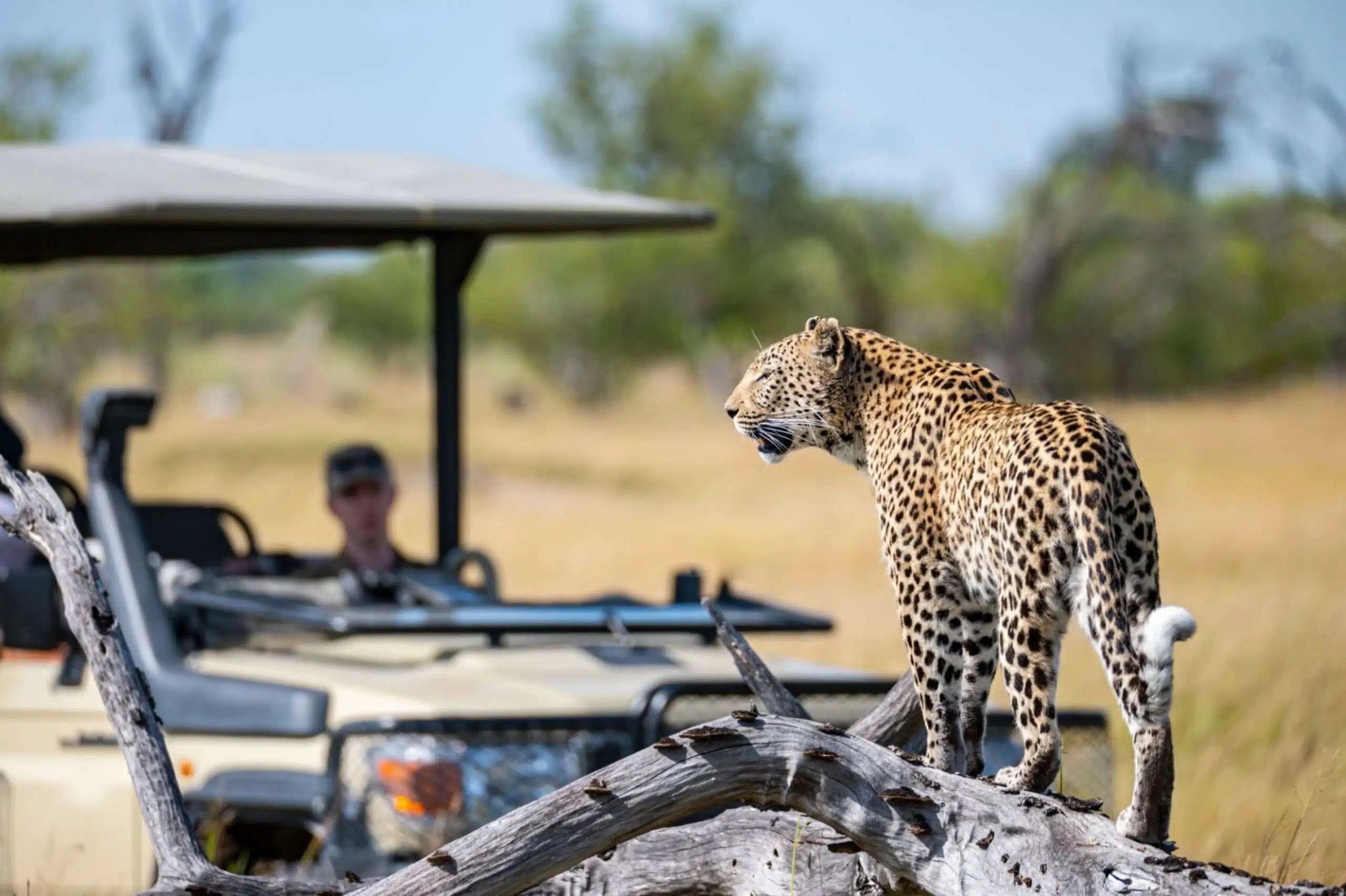 Leopard in wildlife