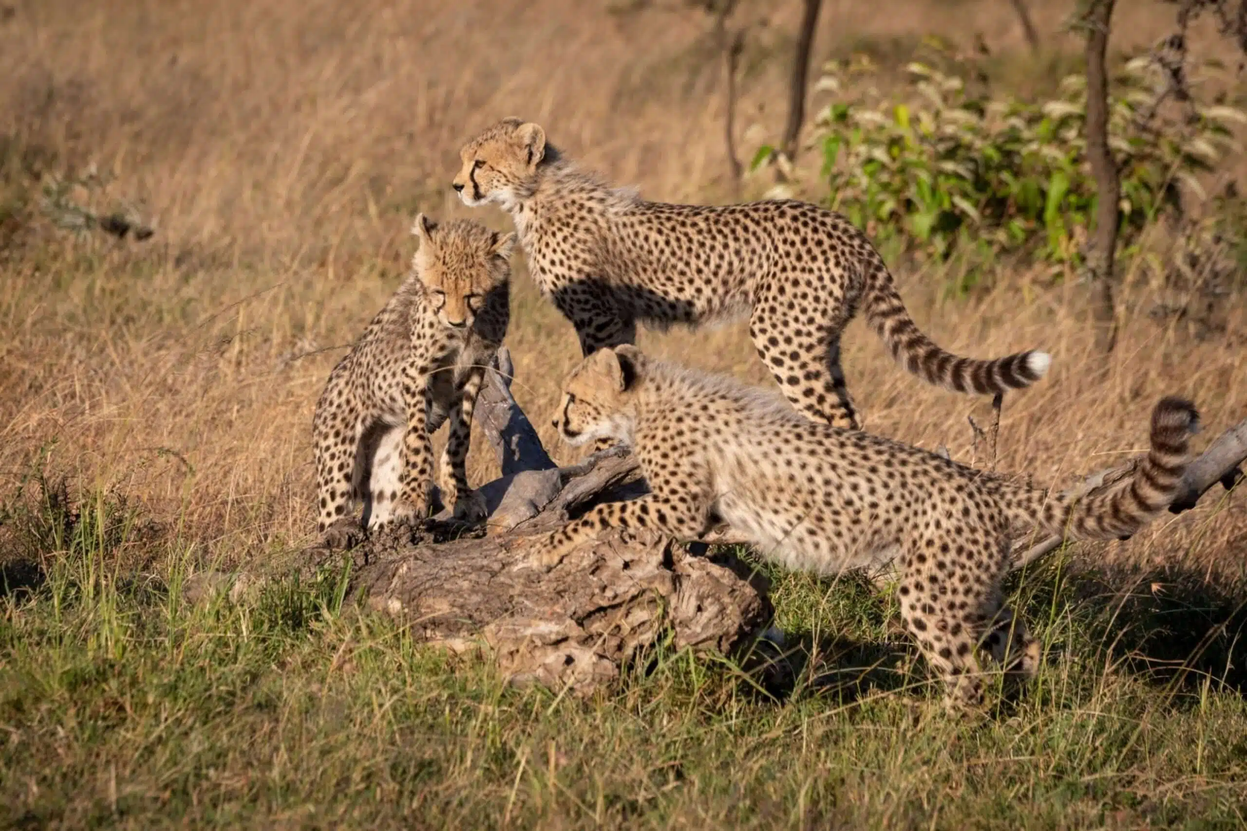 Three cheetah cubs climbing on dead log