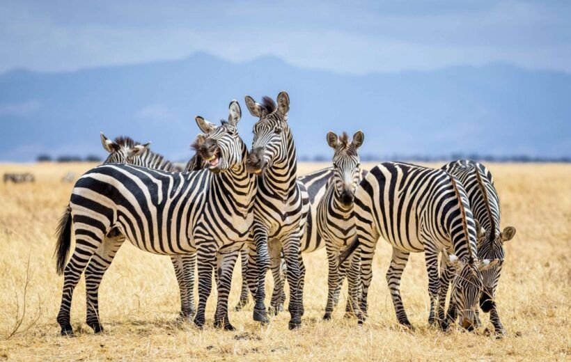 Zebras in Tarangire National Park