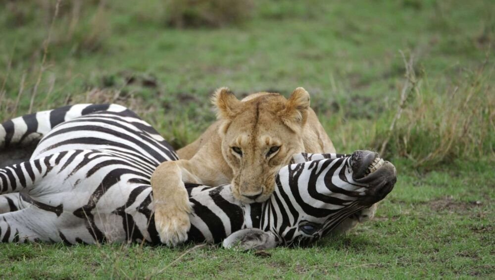 Lone lioness finishing off a zebra kill with her mouth around the animals throat.