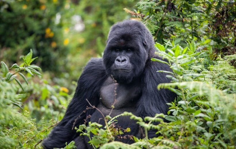 Gorilla Tracking & Trekking Safari