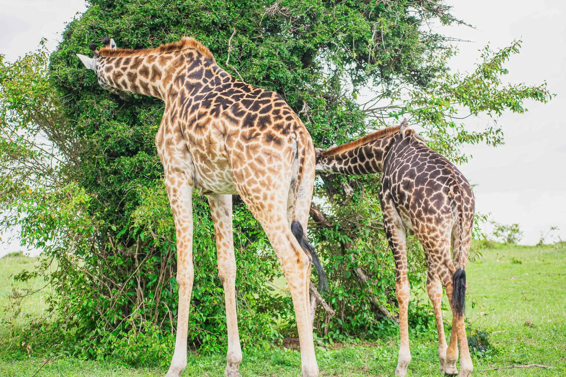 Comparing the Masai Mara and Serengeti for an unforgettable safari experience, highlighting the Great Migration, accommodations, and unique adventures in each park.