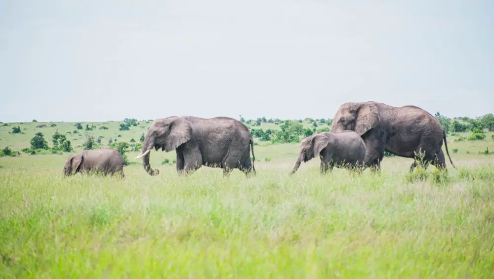 Breathtaking view of Kenya's landscape, showcasing the rich cultural heritage and biodiversity.