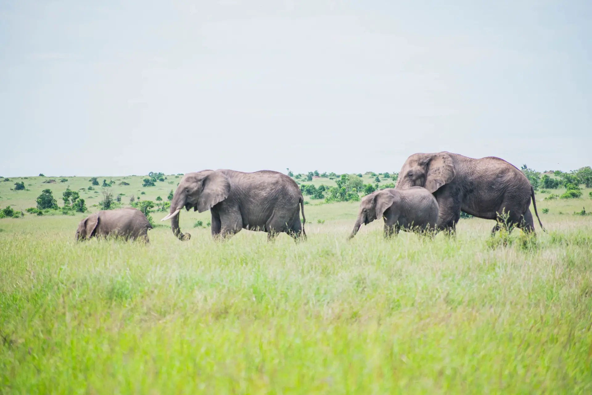 Breathtaking view of Kenya's landscape, showcasing the rich cultural heritage and biodiversity.