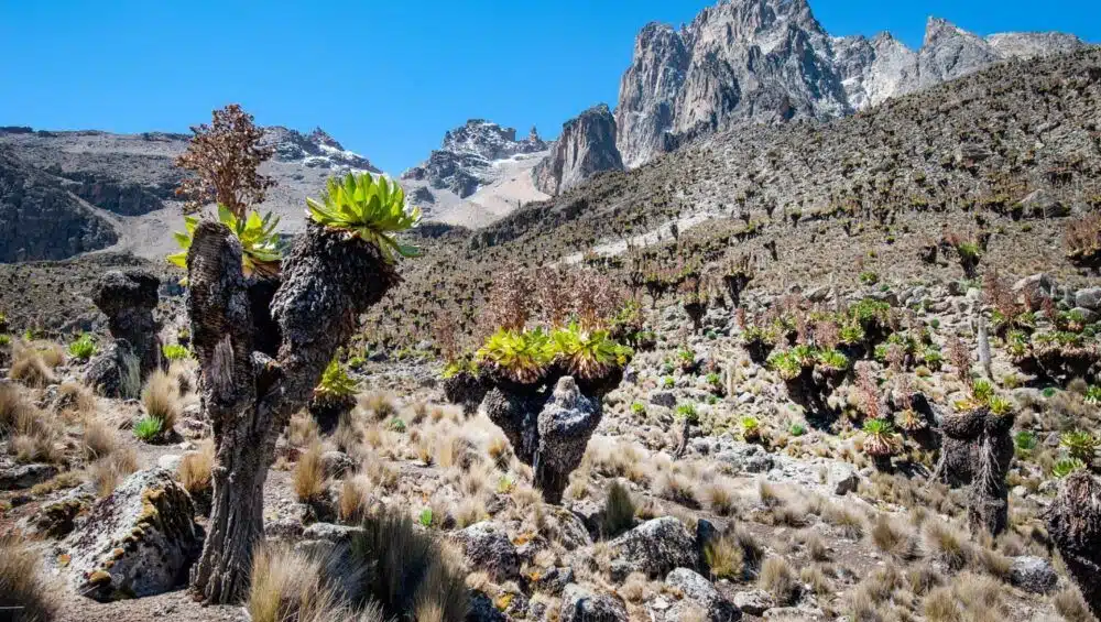 Contrasting the majestic landscapes of Mount Kenya and Kilimanjaro to help adventurers choose their next climbing destination in Africa.