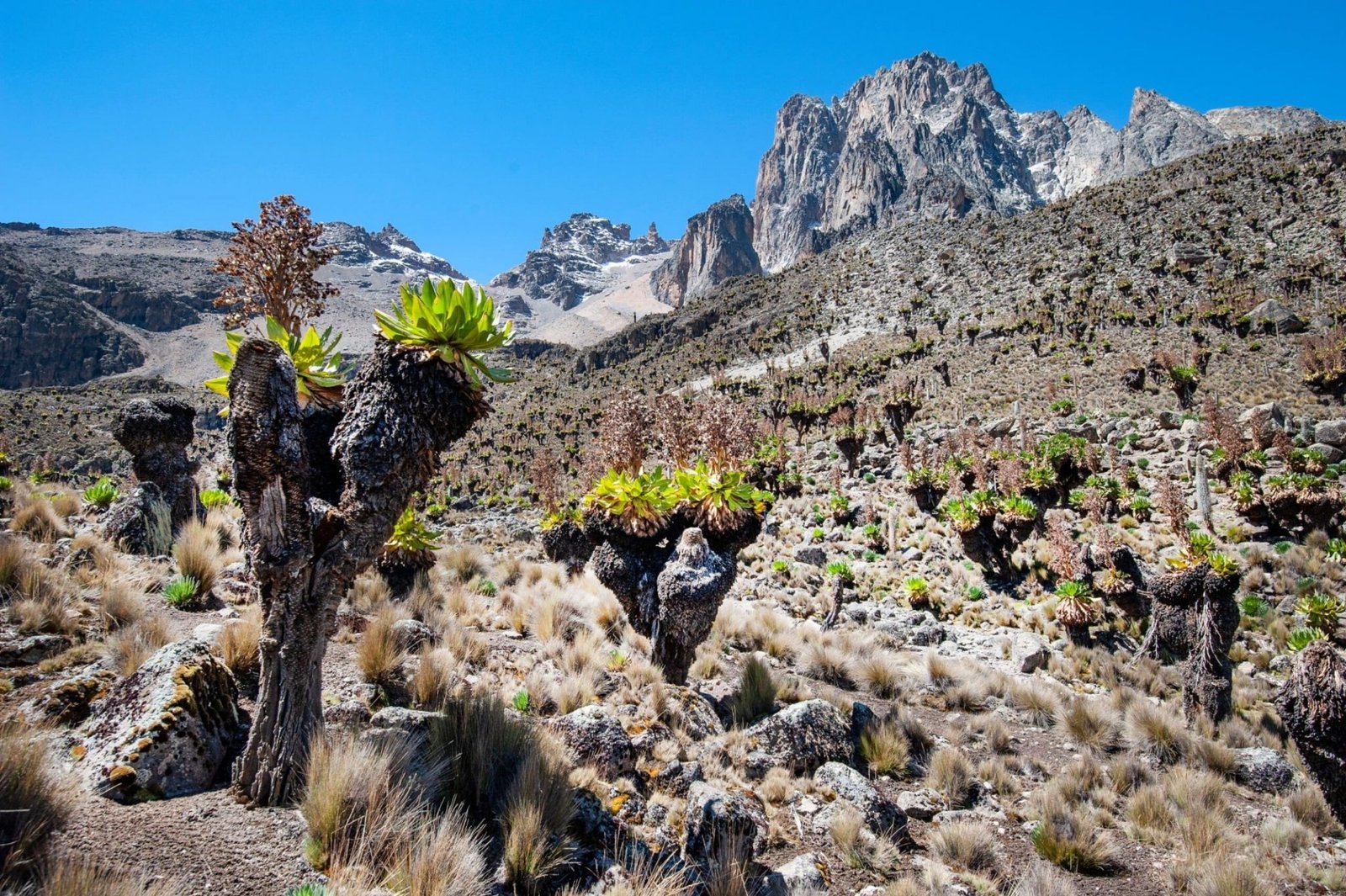 Contrasting the majestic landscapes of Mount Kenya and Kilimanjaro to help adventurers choose their next climbing destination in Africa.