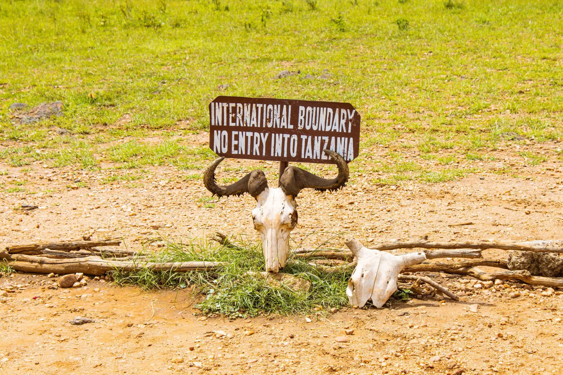 Incredible wildlife seen on safari in Kenya and Tanzania, featuring lions, elephants, and the Great Migration.