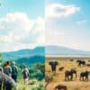 Gorilla Trekking in Uganda vs Safari in Kenya