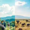 Gorilla Trekking in Uganda vs Safari in Kenya