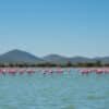 Why Visit Lake Nakuru National Park?