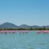 Why Visit Lake Nakuru National Park?