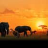 Wildlife Photography Tips for Your East African Safari