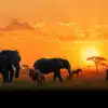 Wildlife Photography Tips for Your East African Safari