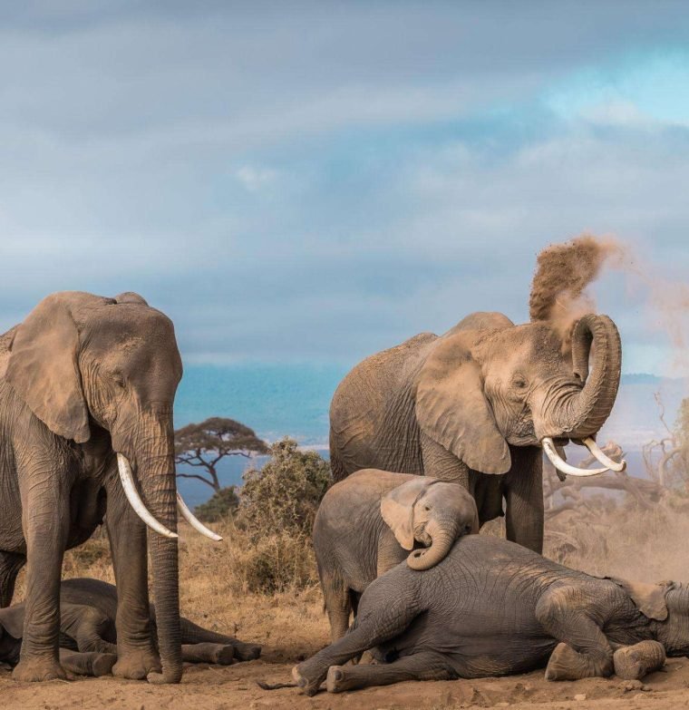 This image of Elephants is taken at Amboseli National Park in Kenya.