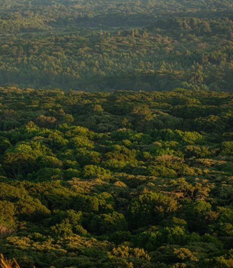 sunrise kakamega forest